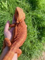 0.1 Hypo Trans- 12months (1).jpg