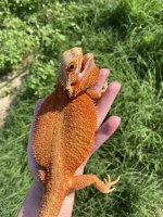 0.1 Hypo Trans Dunner- 6months.jpg