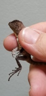 hatchling boyds2.jpg