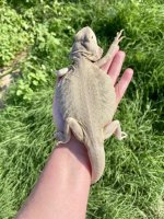 0.1 Hypo Leather Zero- 6months.jpg