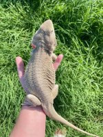 1.0 Hypo Zero- 8months.jpg