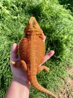 0.1 Hypo & Trans- 6months.jpg