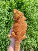 0.1 het Hypo & Trans.jpg