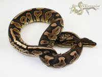 CinHSun19-01m.jpg