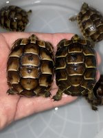 greeks tortoises.jpg
