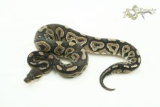 CinHSun19-04f.jpg