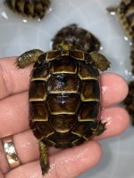 greek baby tortoise.jpg