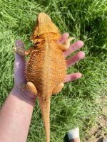 0.1 Hypo & Trans (Cheeto)- 6months.jpg