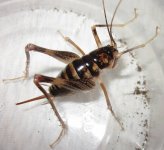 Ceuthophilus.g.gracilipes#35.jpg