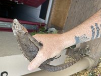 IMG_0231.jpg