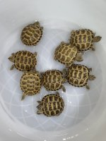russian baby torotises.jpg