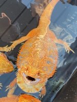 0.1 Hypo het Trans- 8months (2).jpg