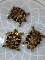 dalmatian tortoise.jpg