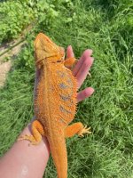 0.1. Hypo het Trans- 8months (1).jpg