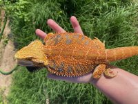 1.0 het Trans:Hypo- 8months (1).jpg