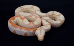 DSC_0005.jpg