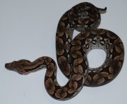 DSC_0365.jpg