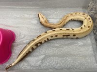 9FD240E1-0B30-44A5-952C-87EDE837ACAC.jpg