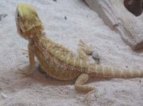 dragons 057.jpg