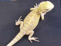 dragons 048.jpg