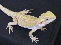 dragons 049.jpg