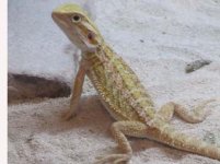 dragons 056.jpg