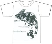 displaychameleon.jpg