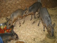 Cavies resized #1.jpg Cavies resized #1.jpg