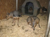 Cavies resized #2.jpg Cavies resized #2.jpg