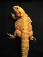 10 Mango 0001.jpg