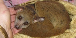 Cinnamon bush baby being scratched.jpg Cinnamon bush baby being scratched.jpg