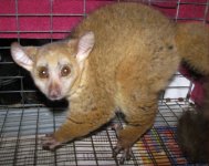 Cinnamon Bush Baby 2-15-11 #3.jpg Cinnamon Bush Baby 2-15-11 #3.jpg