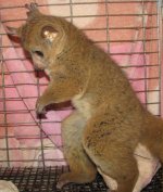 Cinnamon Bush Baby #1.JPG Cinnamon Bush Baby #1.JPG