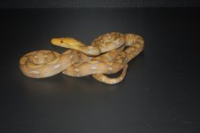 DSC_0470.jpg