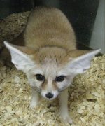 Rocket 2-15-11 #1.JPG