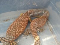 thumbnail (4).jpg