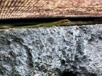 IMG_3929.jpg