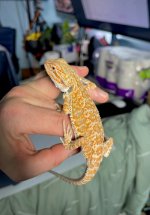 BabyDragon02.jpg