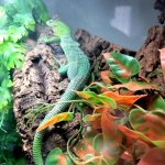 Green Tree Monitor Female.jpg
