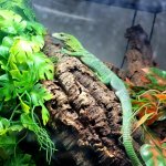 Green Tree Monitor Female 2.jpg