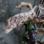 Cuban False Chameleons 1.jpg