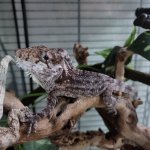 Cuban False Chameleons 2.jpg