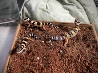 LeopardGecko01.jpg