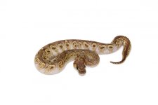 0.1 GHI Lesser Clown 3.jpg