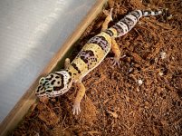 LeopardGecko04.jpg