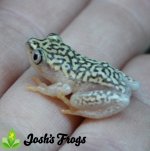 starry_night_reed_frog_heterixalus_alboguttatus_for_sale_josh_s_frogs_10__4.jpg