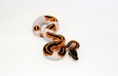 0.1 ODYB Pied.jpg