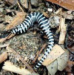 dipploglossus lessonae.jpg