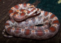 1 Female FS 8-15-21.jpg