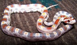 6 Male FS 8-15-21.jpg